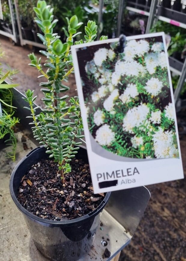 Pimelea 'White' Rice Flower 6" Pot