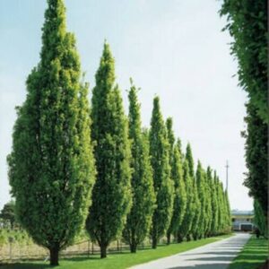 A row of upright Oak Tree 'English Oak' (13" Pot) lines a straight pathway in an open area under a clear sky.