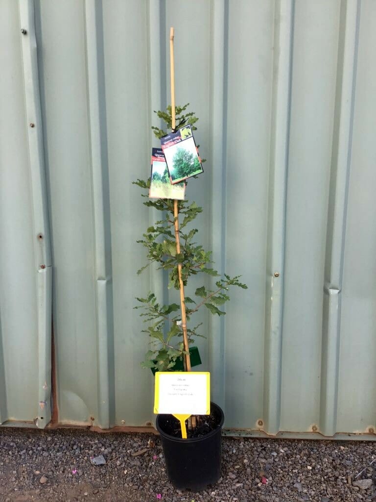 Oak Tree 'English Oak' (Upright) in a 13" pot with bamboo stake and tags, displayed on gravel before a corrugated metal wall.