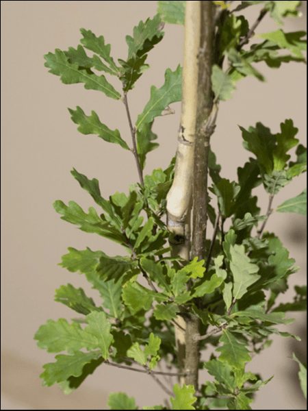 The Oak Tree 'English Oak' (Upright) in a 13" pot features green, lobed leaves and a light brown stem, displayed against a plain background.