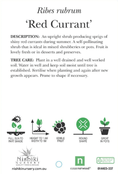 Ribes 'Red Currant' 8" Pot