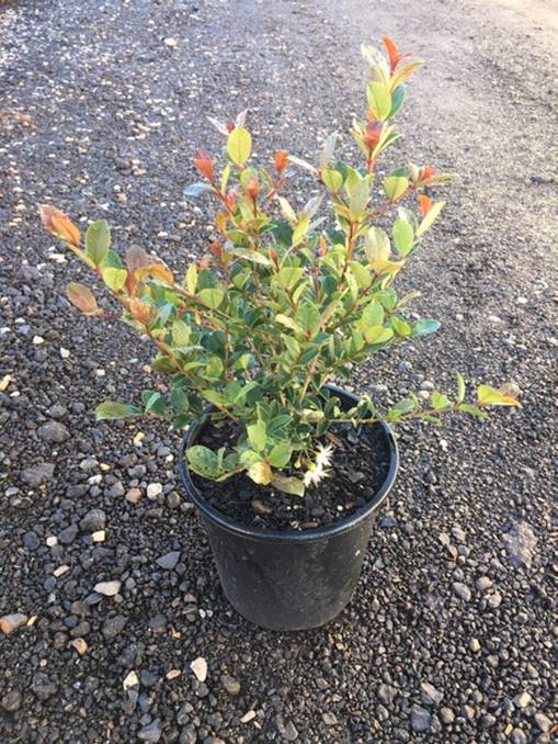 A young Syzygium 'Cinnamon Twist' Lilly Pilly 8" Pot with vibrant red and green leaves in a black pot on a gravel surface.