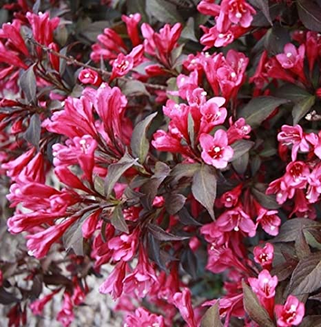 The deep purple blooms of the Weigela 'Purple' in a 10" pot provide a striking contrast against its lush dark green foliage, making it an ideal choice for introducing vibrant color to any container.
