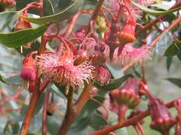 Eucalyptus 'Coral Gum' 12" Pot showcases pink and red blossoms with spiky stamens and lush green leaves, thriving elegantly.