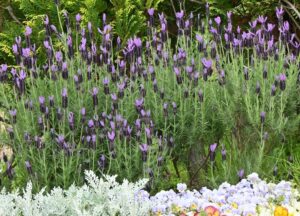 Lavandula 'French' Lavender