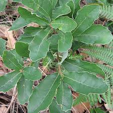 Close-up of a Quercus 'Portuguese Oak' with elongated, wavy-edged leaves in a 16" pot, surrounded by other foliage.