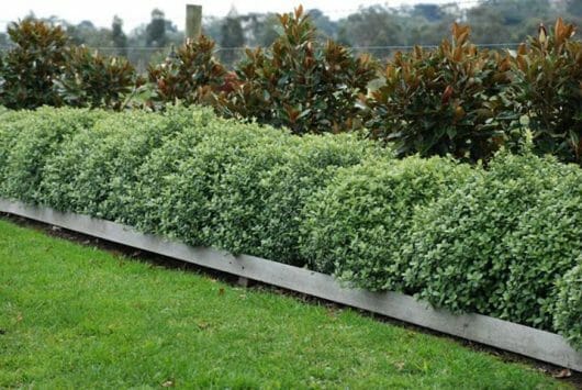 Pittosporum 'Golf Ball' PBR shrubs in 6" pots are neatly arranged along a wooden border, with taller bushes providing a background.