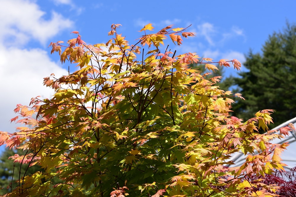 The Acer 'Oregon Sunset' Japanese Maple in a 12" pot has vibrant green and orange leaves, stands beneath a blue sky with clouds, with pine trees in the background—perfect for your garden or patio.