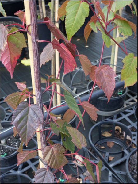 A young Acer 'Snake Bark' Maple in an 8" pot, with red and green leaves, twines around a wooden stake among empty black plastic containers.