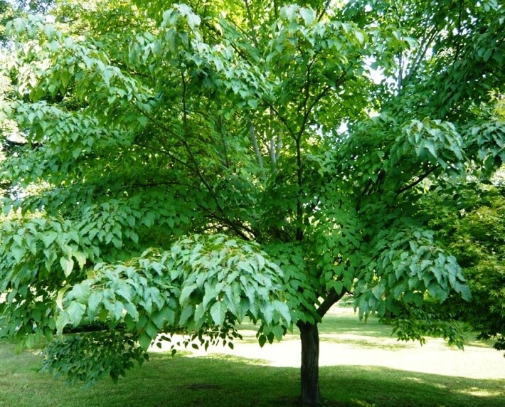Acer 'Snake Bark' Maple 8" Pot is a medium-sized maple with broad green leaves, thriving in grassy sunny areas and adding elegance to any landscape.