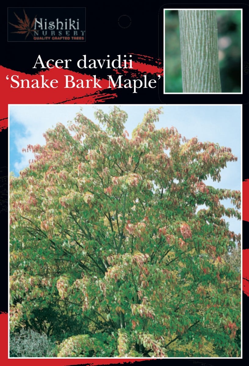 Label for Acer 'Snake Bark' Maple 8" Pot, showing a tall maple with green and reddish foliage and a close-up of its distinctive striped bark. Nishiki Nursery.