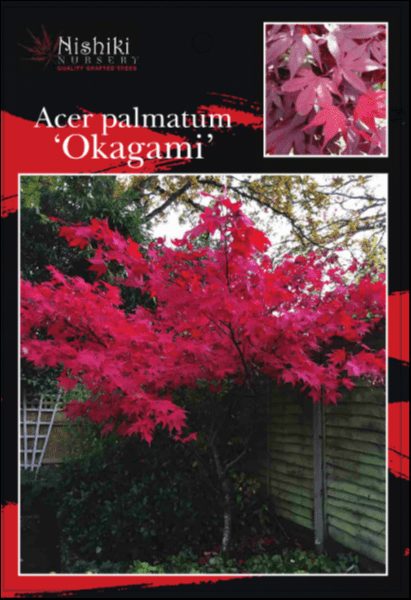 An Acer 'Okagami' Japanese Maple 16" Pot with vivid red leaves stands in a garden by a green wooden fence. Inset displays a close-up of its colorful foliage in the 16" container.