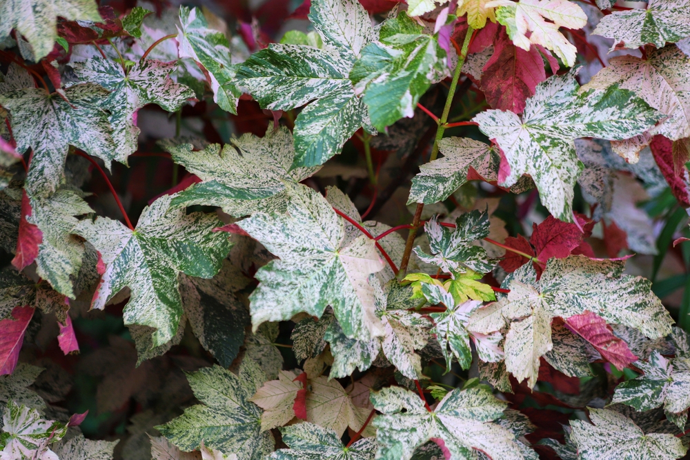 Close-up of Acer 'Oregon Sunset' Japanese Maple in a 12" pot, featuring variegated green, white, and red leaves with speckled patterns. This striking tree brings vibrant colour and beauty to any space.