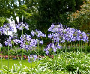Clusters of Agapanthus 'Purple Cloud' flowers, featuring long green stems and leaves, bloom in a landscaped garden with trees and shrubs in the background.