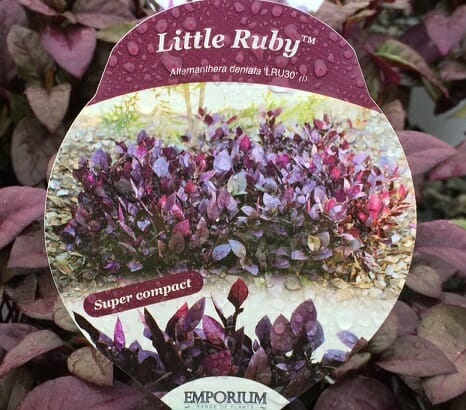 Plant label for Alternanthera 'Little Ruby™' 6" Pot, showing a close-up of its dense, ruby and purple foliage, with the tag noting "super compact" and planted in a.