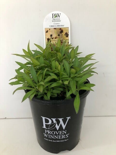 Cosmos 'Chocoholic' 6" Pot plant with vibrant green leaves in a 6" black Proven Winners container against a white background.