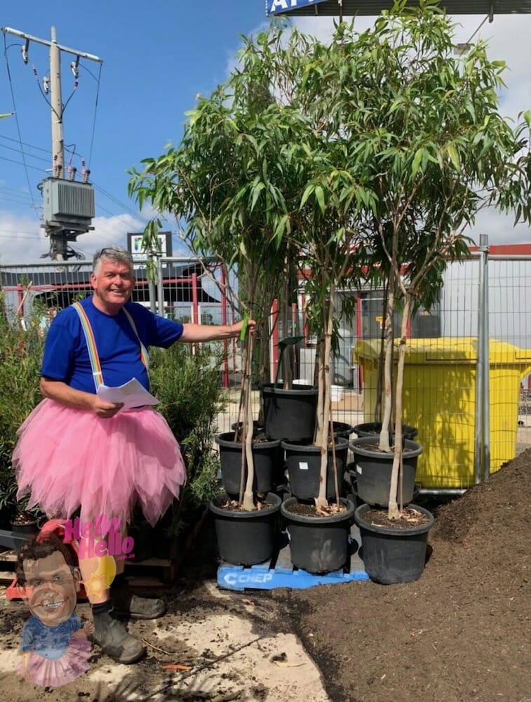 Dwarf Lemon Scented Gum 'Baby Citro™' 16" Pot @ Hello Hello Plants