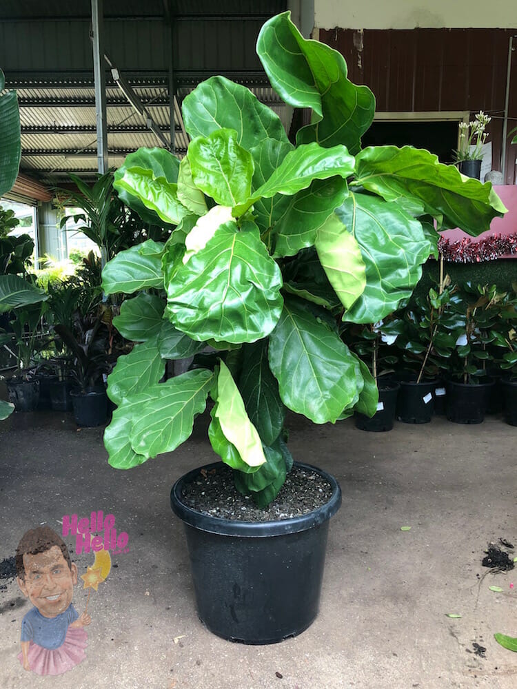 Fiddle Leaf Fig 16" Pot