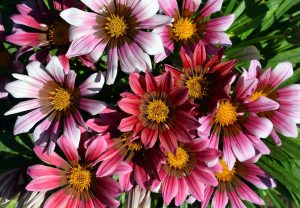 Pink, white, and red gazania flowers with yellow centers bloom beside an Acer 'Sensation' Maple in a 13" pot, all framed by lush green leaves.