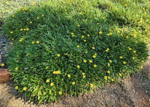 A dense patch of green grass with scattered small yellow flowers grows on dirt and gravel, surrounding an Acer 'Sensation' Maple in a 13" pot.