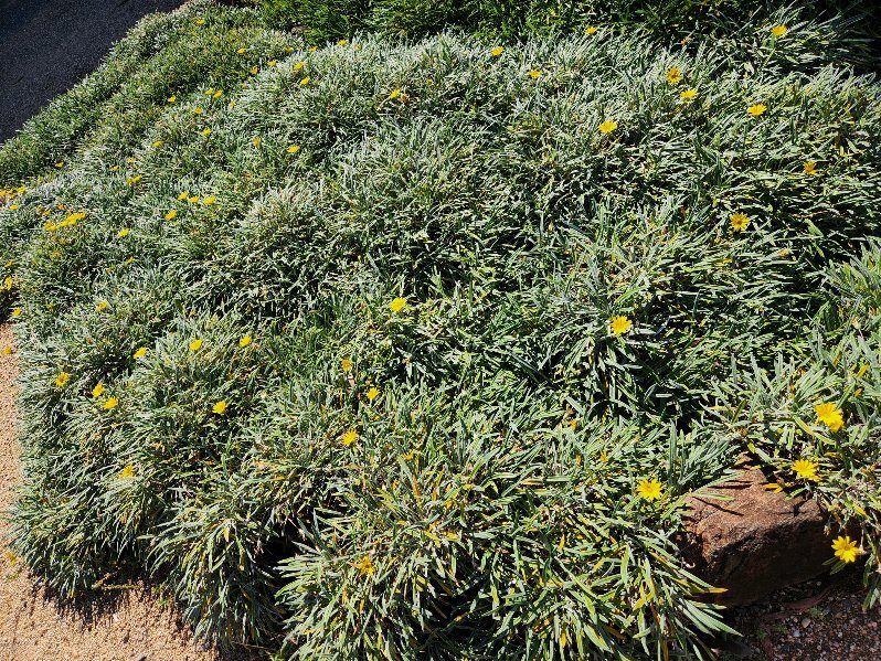 Low-growing green groundcover with scattered yellow flowers borders a dirt path and dark asphalt, while an Acer 'Sensation' Maple 13" Pot nearby adds subtle color contrast to the landscape.