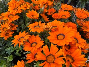 Vibrant orange daisy-like flowers with dark centers thrive beneath the lush foliage of an Acer 'Sensation' Maple in a 13" pot.