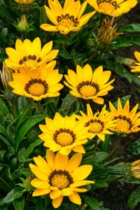Cluster of yellow gazania flowers with dark centers and green leaves in soil, displayed beside an Acer 'Sensation' Maple in a 13" pot.
