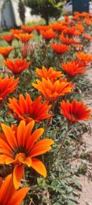 A row of vibrant orange flowers with dark centers thrives in sunlight beside a garden path, right next to an Acer 'Sensation' Maple in a 13" Pot.