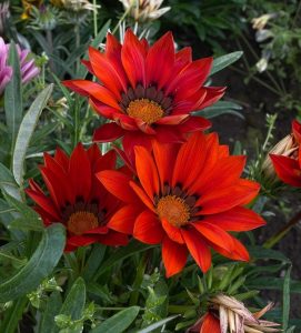 The Acer 'Sensation' Maple in a 13" pot features striking foliage and vibrant color, making it a standout choice to enhance your garden's beauty and bring an eye-catching touch of nature to your outdoor space.