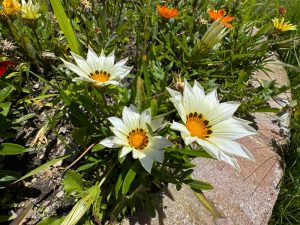 Three white daisies with yellow centers and black markings bloom in a garden bed next to an Acer 'Sensation' Maple 13" Pot, surrounded by green leaves and orange flowers in bright sunlight.