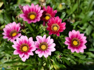 Acer 'Sensation' Maple in a 13" pot, viewed from above, displaying vibrant green foliage in natural daylight.