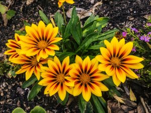 Bright yellow gazanias with orange-red centers bloom in a cluster next to an Acer ‘Sensation’ Maple 13" Pot, surrounded by green foliage, soil, and small purple flowers nearby.