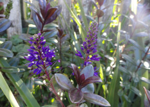 Hebe "Lady Ardilaun"