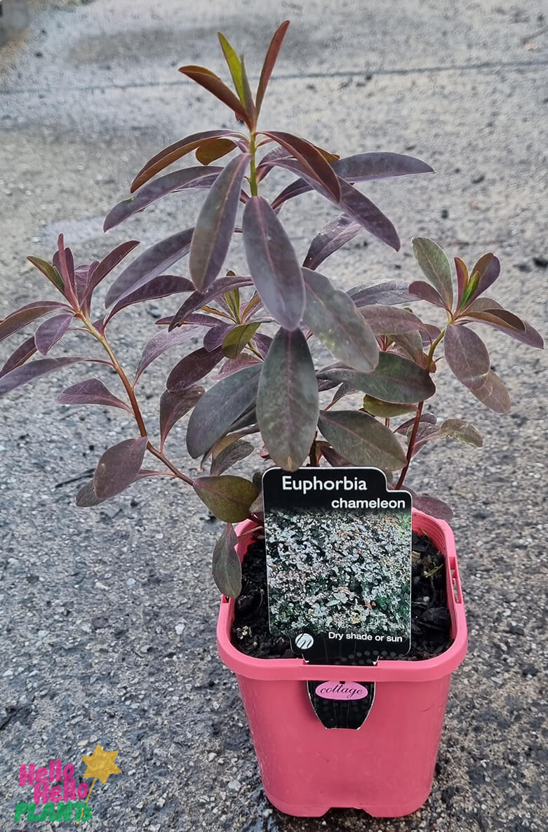 Euphorbia 'Chameleon' 4" Pot