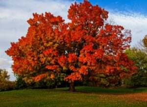 An Acer saccharum 'Sugar' Maple in an 8" pot features vibrant red and orange autumn leaves, perfect for adding seasonal colour to your landscape.