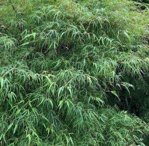 Acer 'Koto Ito Komachi' Japanese Maple features a dense cluster of long, thin green leaves, creating bushy and intricate foliage that fills the frame.