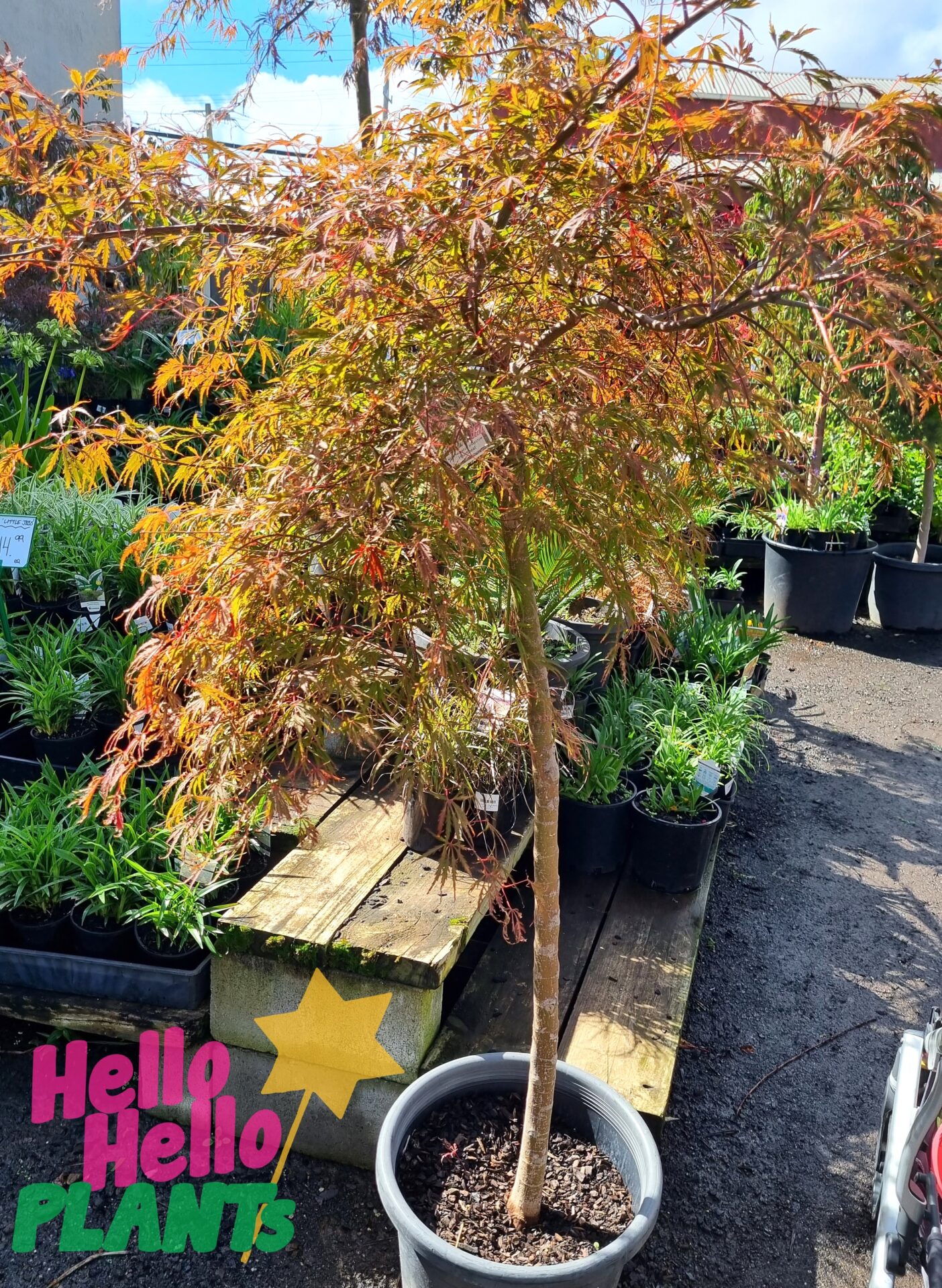 Acer 'Heartbeat' Japanese Maple 16" Pot