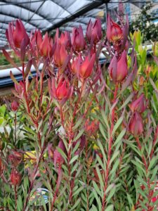 The Leucadendron 'Strawberries and Cream' 8" Pot features tall stems with elongated red and green leaves and unopened red buds, perfect for display in a greenhouse or nursery.