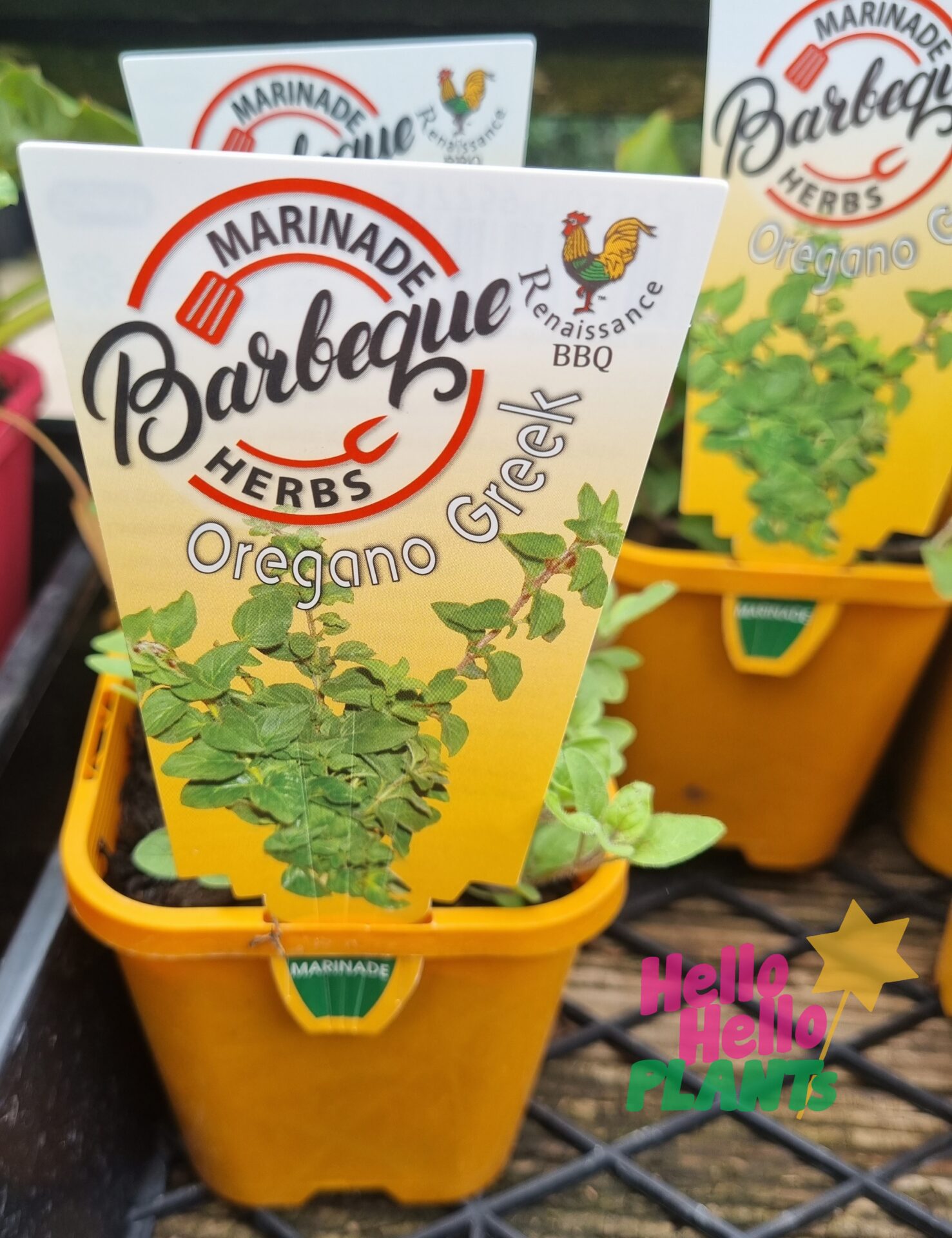 Oregano 'Greek' 4" Pot