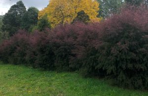A row of dense maroon shrubs with a bright yellow Acer 'Full Moon' Japanese Maple behind, set against a backdrop of tall green trees and a grassy field with scattered yellow flowers in the foreground.