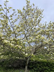 A Magnolia 'Nigra' 6" Pot in full bloom, showcasing its numerous white flowers, stands majestically against a cloudy sky.