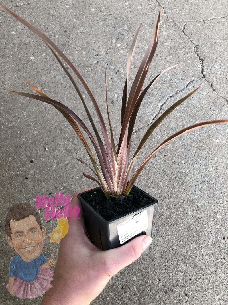 Phormium 'Sweet Mist®' Flax 3" Pot