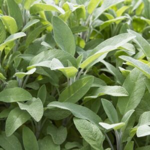 Salvia "Broadleaf Sage"