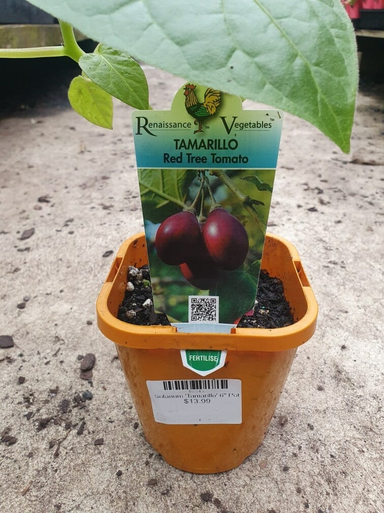 A Solanum 'Tamarillo' potted plant in a vibrant red 4" pot is displayed on a concrete surface, highlighting its relation to the Solanum family.