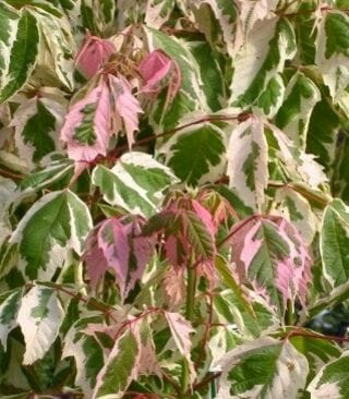 Acer 'Pink Flamingo' Japanese Maple 12" Pot leaves with white and green patterns, interspersed with pink hues on a Japanese Maple.