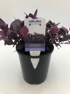 The Alternanthera 'Little Ruby™' 6" Pot features vibrant purple leaves in a small black container, complete with a white plant tag showing care instructions.