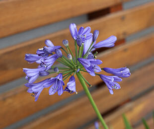 A close-up of purple Agapanthus 'Bingo Blue' flowers against a wooden backdrop, showcased in an Agapanthus 'Bingo Blue' 6" Pot.