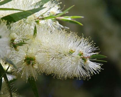 Callistemon "White Anzac"
