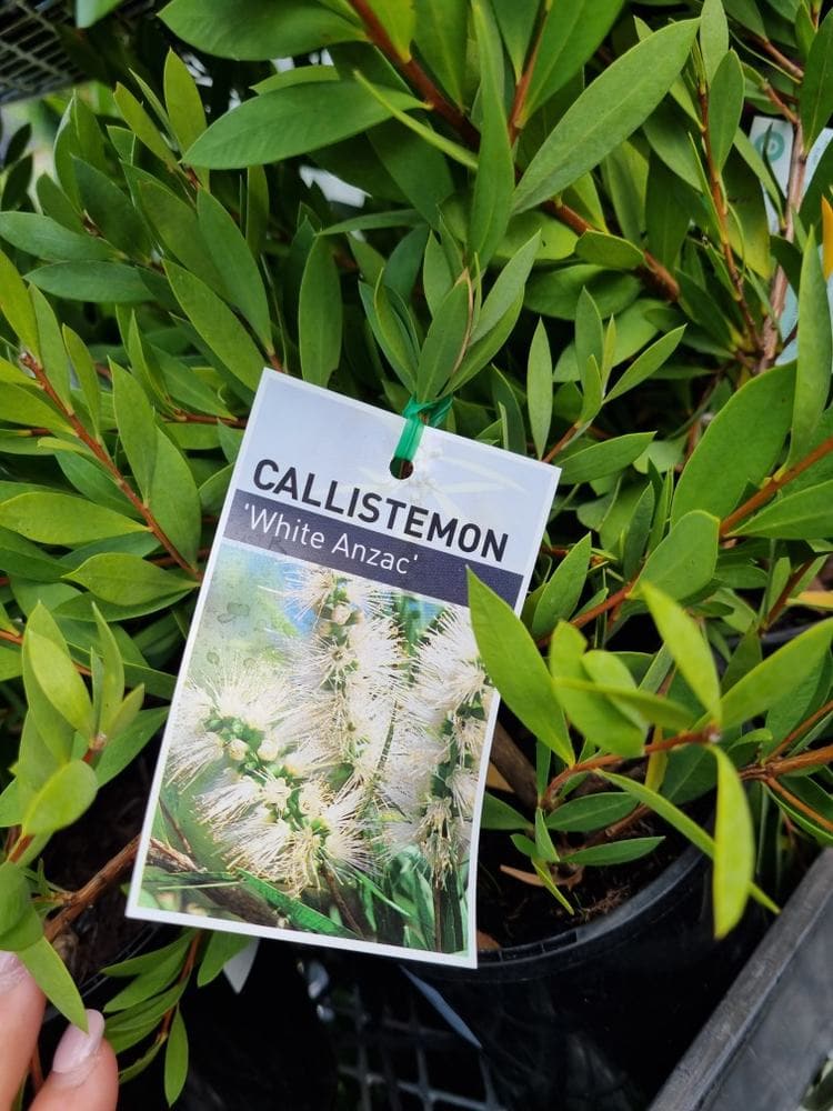 Callistemon 'White Anzac' Bottlebrush