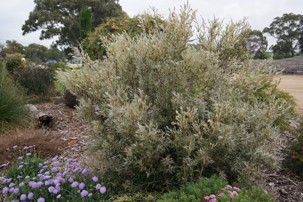 A Callistemon 'Silver Cloud' 6" Pot shrub with narrow leaves in a garden with purple flowers in the foreground and a clear area in the background.
